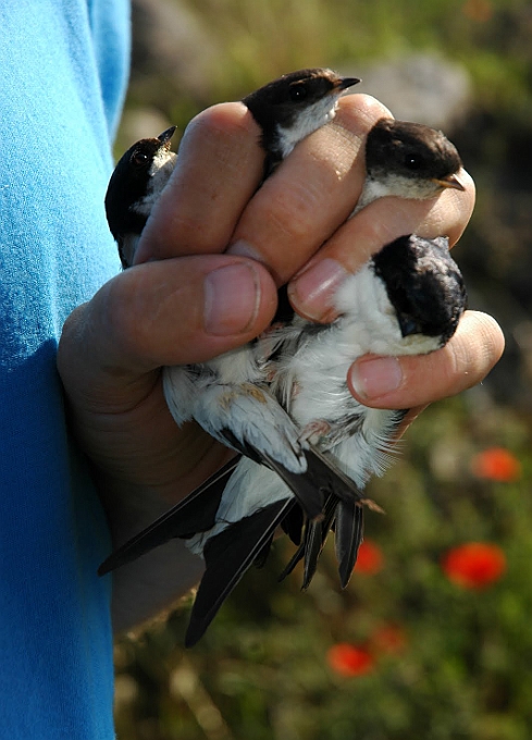 Common House Martins, Sundre